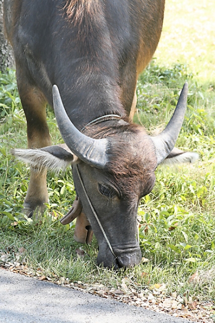Muang Boran-2005-134